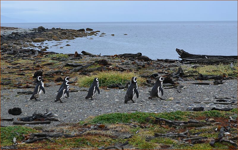 Penguins 7